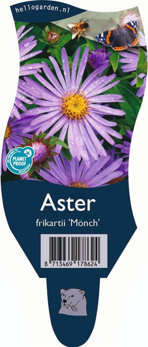 Aster frikartii 'Mönch' - P11